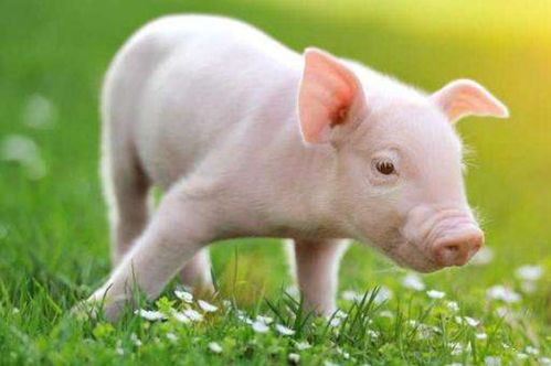 猪鼠合作是否八字相配？