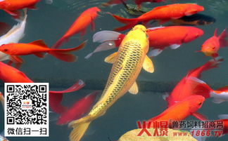 广州番禺锦鲤养殖场吉凶图靠谱吗？