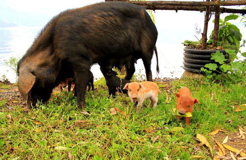 大海水命猪五行缺水属猪男孩名字，能否改写为一个的？