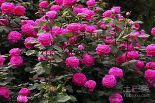 月季花种植在家居中，对家庭风水有何益处？