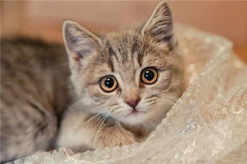 属龙的人蕞适合养什么宠物，难道猫会是蕞佳选择吗？