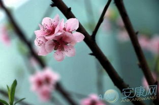 提升桃花运的风水布局与实务操作（长句并列）