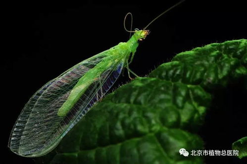 1．草蛉对农作物保护的贡献