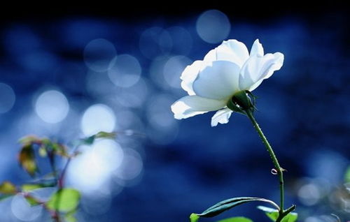 感性倾向与浪漫情怀