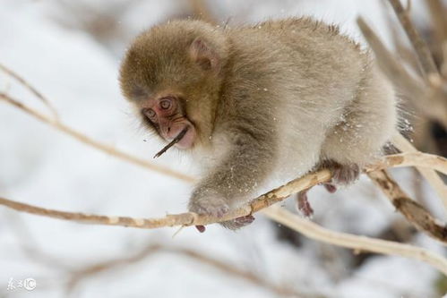 属猴人的手机尾号改为什么数字最旺感情？