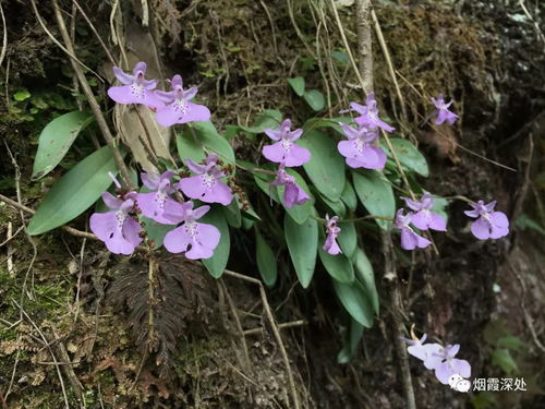 将奇花异草打一生肖，会是哪个生肖呢？