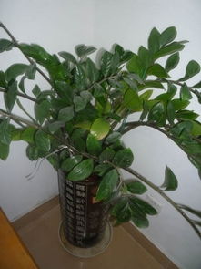 2. 水肥管理与阴阳平衡的调节