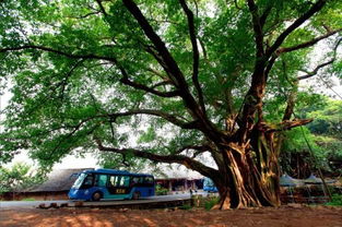 有哪些中国十大镇宅之树的风水禁忌需要注意？