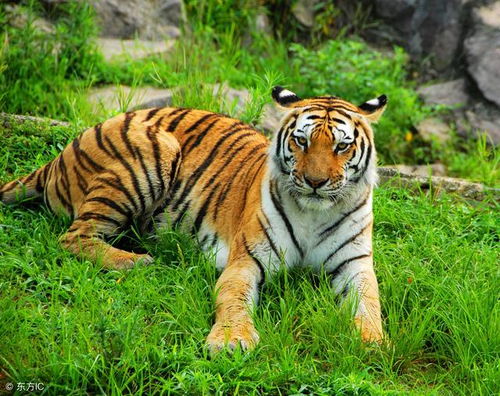 属虎宝宝财运如何，有哪些方法能让孩子好运连连？