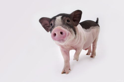 1983年属猪大海水命的人适合购买几楼住宅？住在二楼是否适宜？