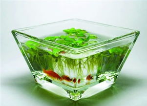 睡莲的五大神奇功效