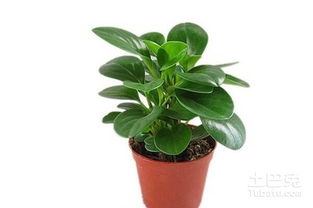 盆栽选择的基本准则