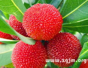 已婚人士的杨梅白日梦：婚姻的糖衣炮弹