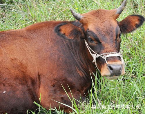 属牛的老黄牛精神可嘉