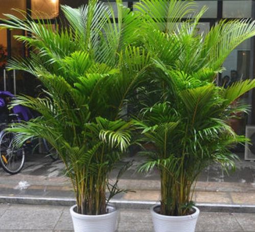 Bamboo（竹）与棕榈树在室内防护与聚财中的功能比较