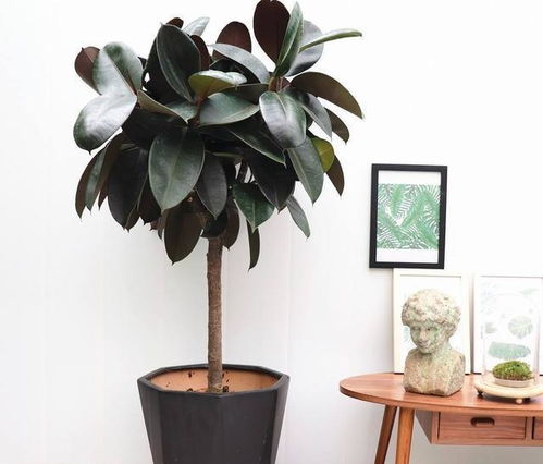 玄关放树，钞票自动上门？