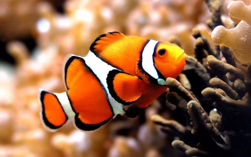 将耳目众多打一生肖，是哪个生肖尾巴长长的？