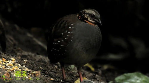 鹧鸪叫声如何判断吉凶，其叫声种类有几种？