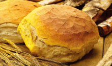 将正人君子打一生肖，是哪个生肖呢？