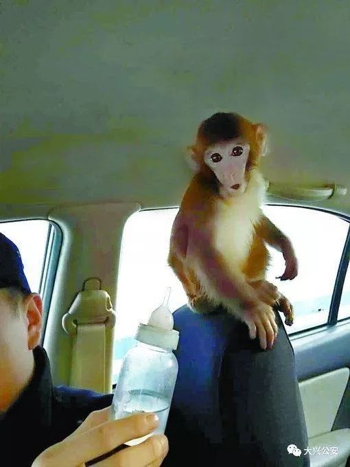 1992年属猴的人2026年会有子女缘，2026年能生儿子吗？