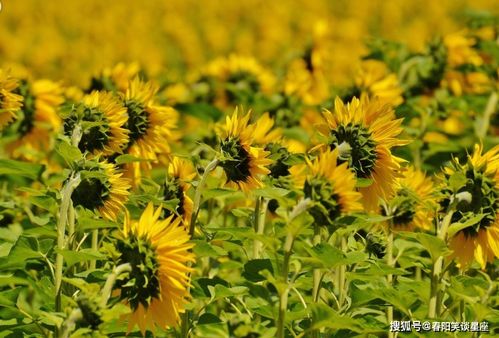 黄花女儿打一最佳生肖，女儿打一生肖是什么生肖的别称？