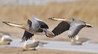 三、 高空翱翔能力及迁徙行为