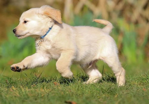 2026年属狗人下半年运势具体表现是怎样的？