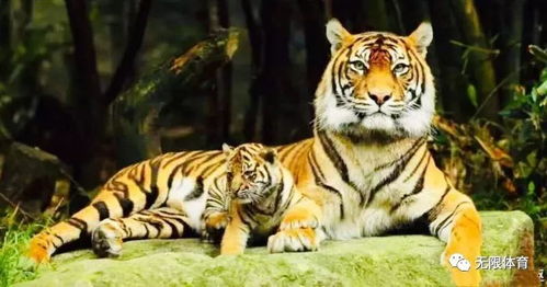 （一）家庭和谐与情感凝聚力