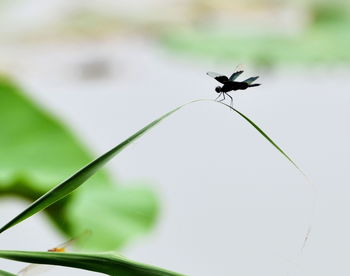 一坨关于立春的乱七八糟