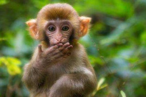 2028年属猴本命年买什么吉利手机号？属猴2026年改选哪天吉日？