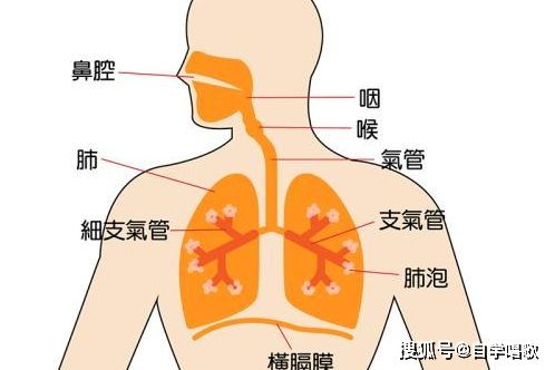 4. 纵纹分布——咽喉炎及呼吸系统弱化