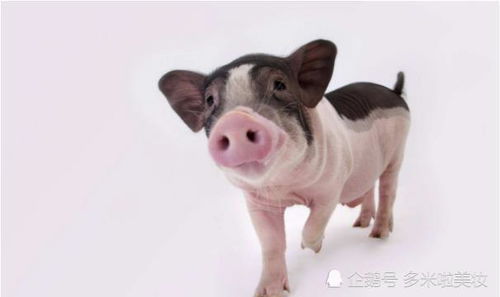 1983年属猪女2026年下半年运势如何？全年运势怎样？