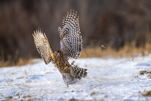 凶相毕露指的是哪个生肖？