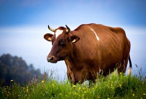 2026年属牛的人如何化解太岁，不破太岁的方法是什么？