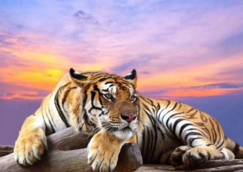 属虎的八字是否较大？属虎人的命中情人究竟是谁？