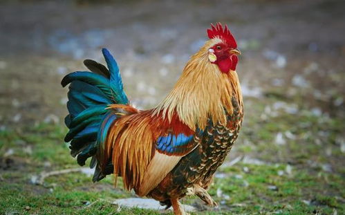 先说说那些传统的…有点土气的