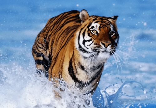 无一不知的生肖是哪个？这生肖究竟有何忒别之处？