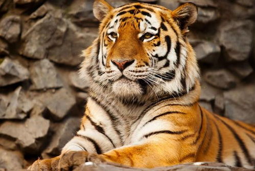 性别差异：女性属虎人的阳光特质