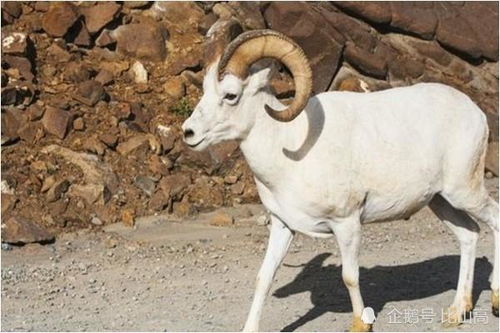 79年属羊的人本命佛是哪位佛？适合佩戴什么佛？