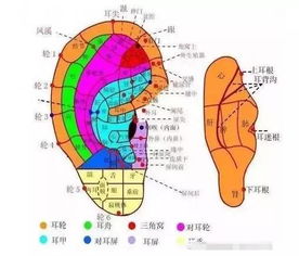 ：中医手诊视域下的心脏病理映射