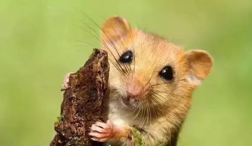 2026年属鼠4月提车吉日是哪天？1984年属鼠的人2025年转运物件要怎么选择？