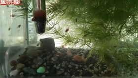 鱼缸清洁工的工作是否属于风水学中的一种职业？