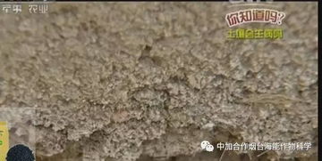 震惊！水井边种树竟会改变2026年运势？老祖宗秘方全曝光