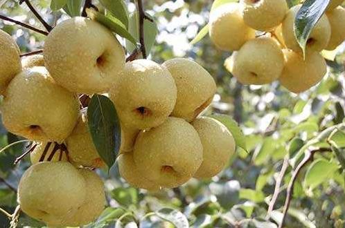 屋后种梨树对风水有影响吗？