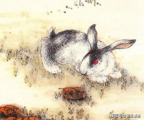 属虎和兔婚姻配吗？一家四口三人属虎一人属兔，这样的家庭组合好不好？