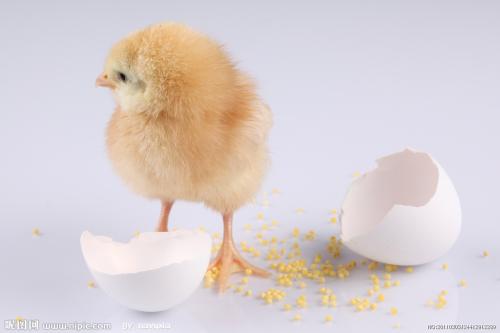 2026年出生的鸡宝宝取什么名字好呢？