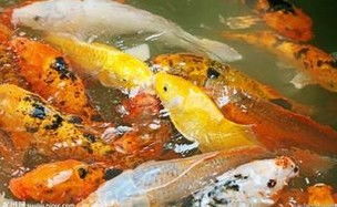 二、  属鼠人士鱼缸吉位选择：方位命理探析