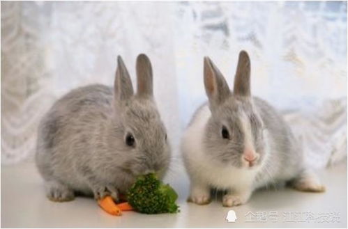 属兔的人可依养狗吗？有哪些注意事项需要遵守？