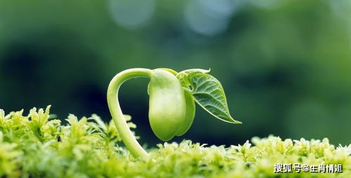 四、  生肖命理视角下的躲春主体与冲合关系分析