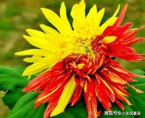 5. 失恋阵线联盟の菊花哲学